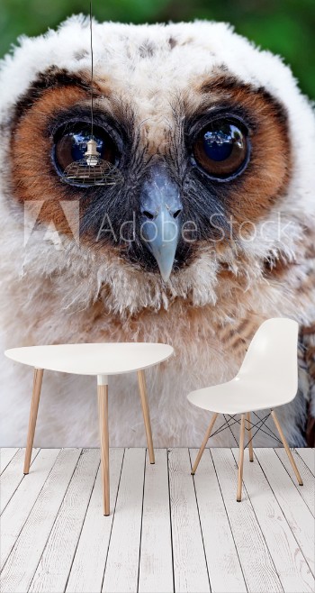 Picture of  ural owl or strix uralensis bird
